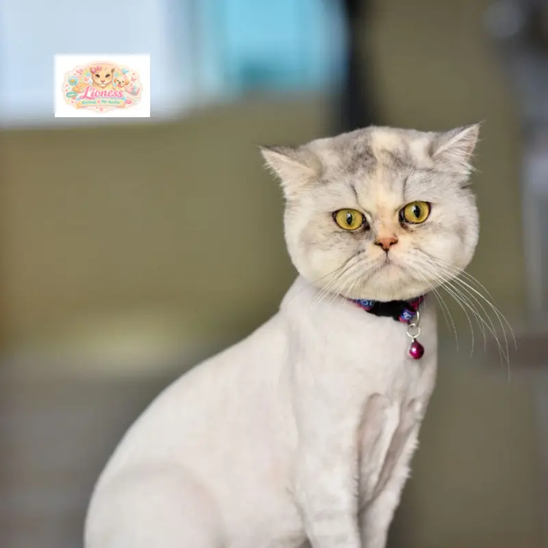 Kedi Kuaför