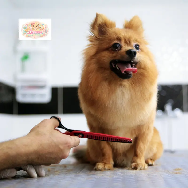 Köpek Bakım