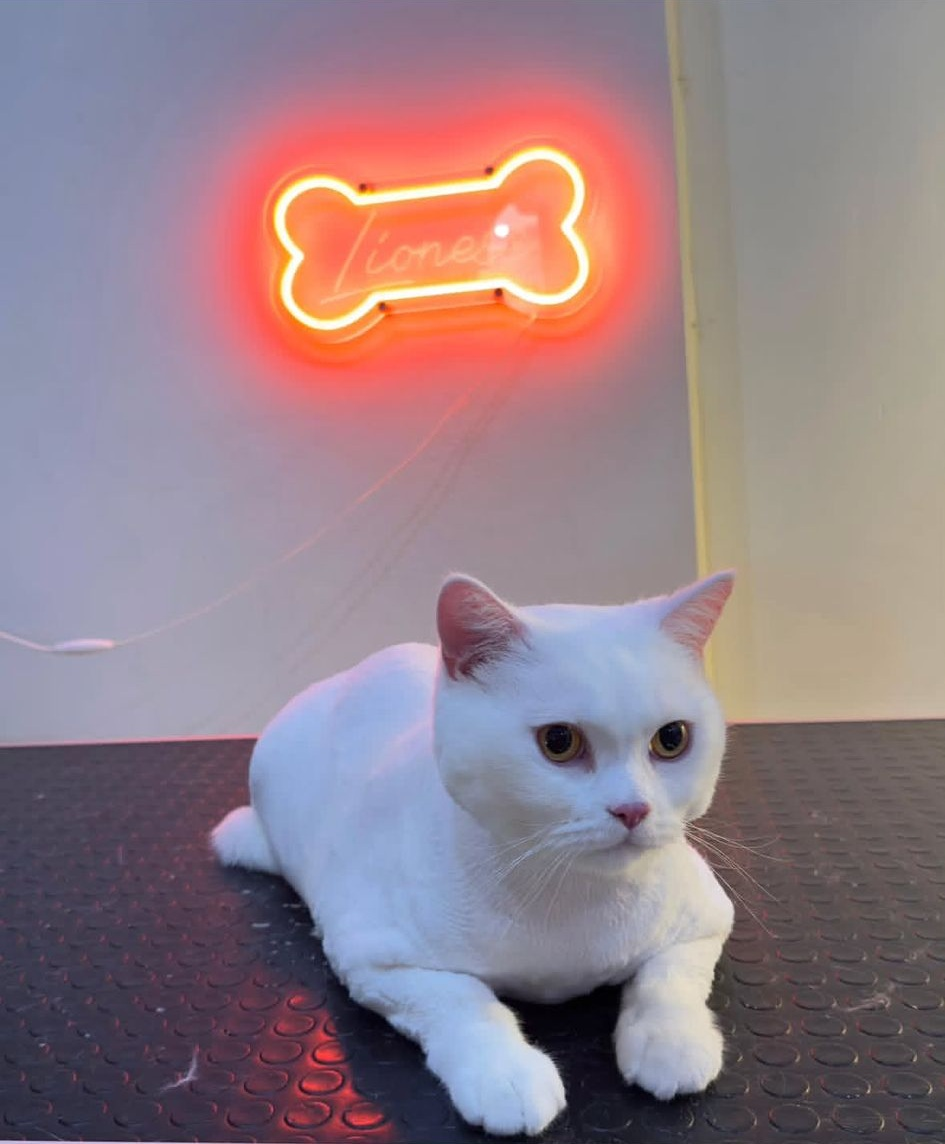 Pet Bakım