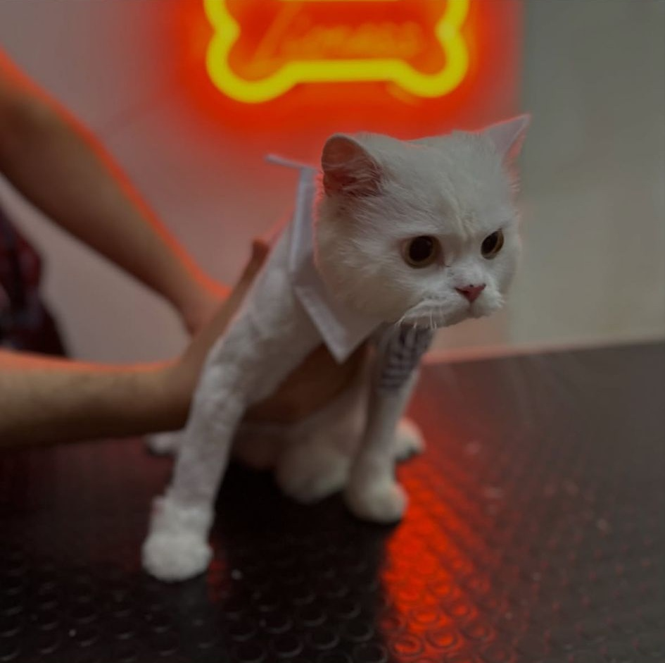 Pet Bakım